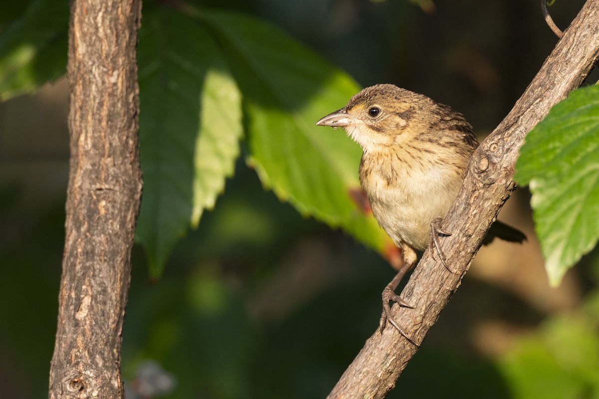 Seaside Sparrow - ML646461628