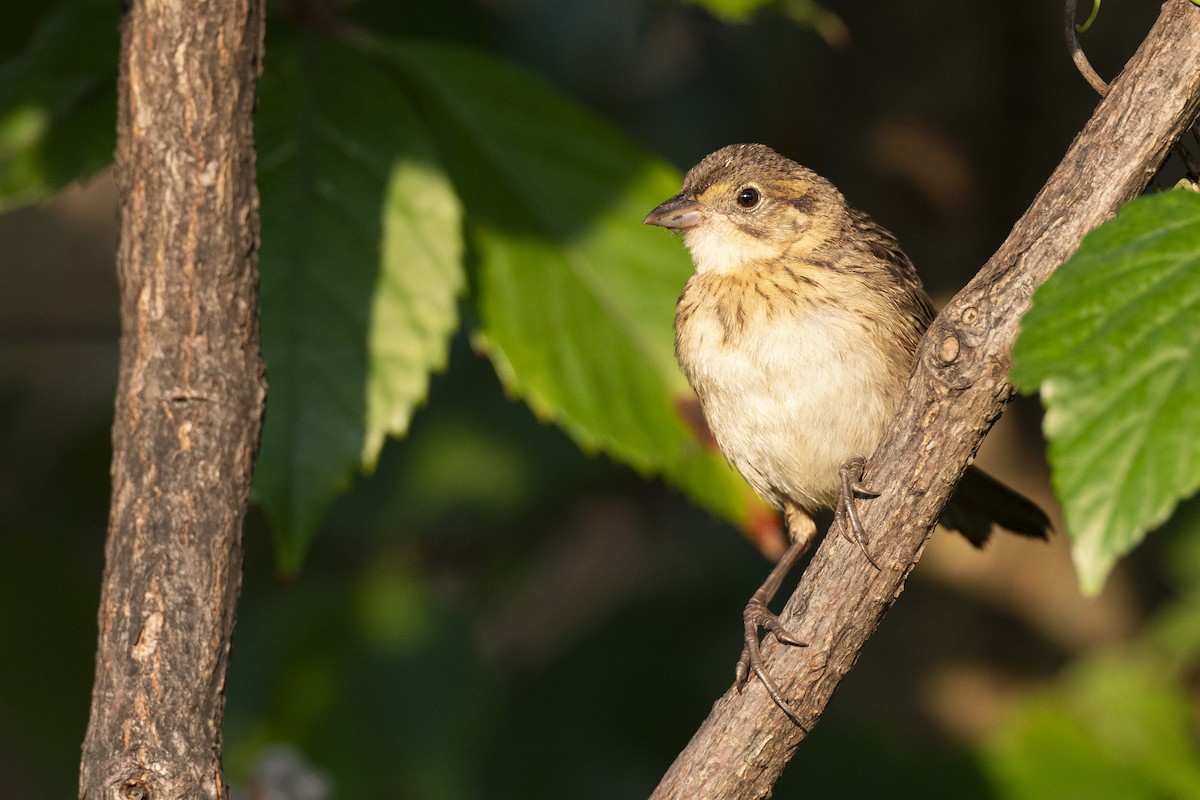 Seaside Sparrow - ML646461629