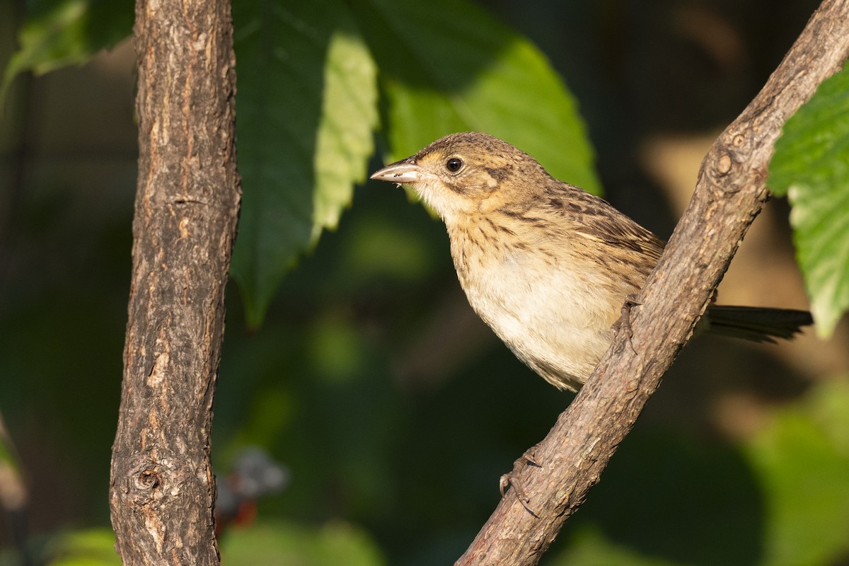 Seaside Sparrow - ML646461630