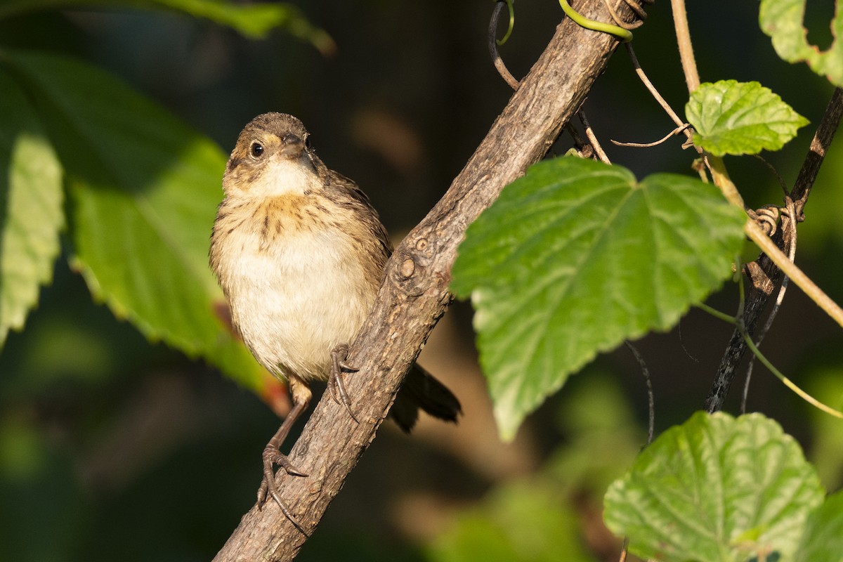 Seaside Sparrow - ML646461631
