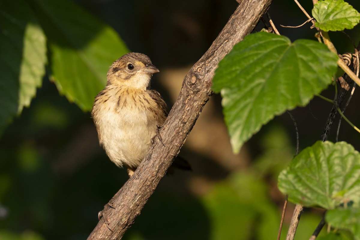 Seaside Sparrow - ML646461632