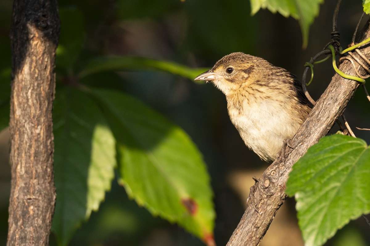 Seaside Sparrow - ML646461633