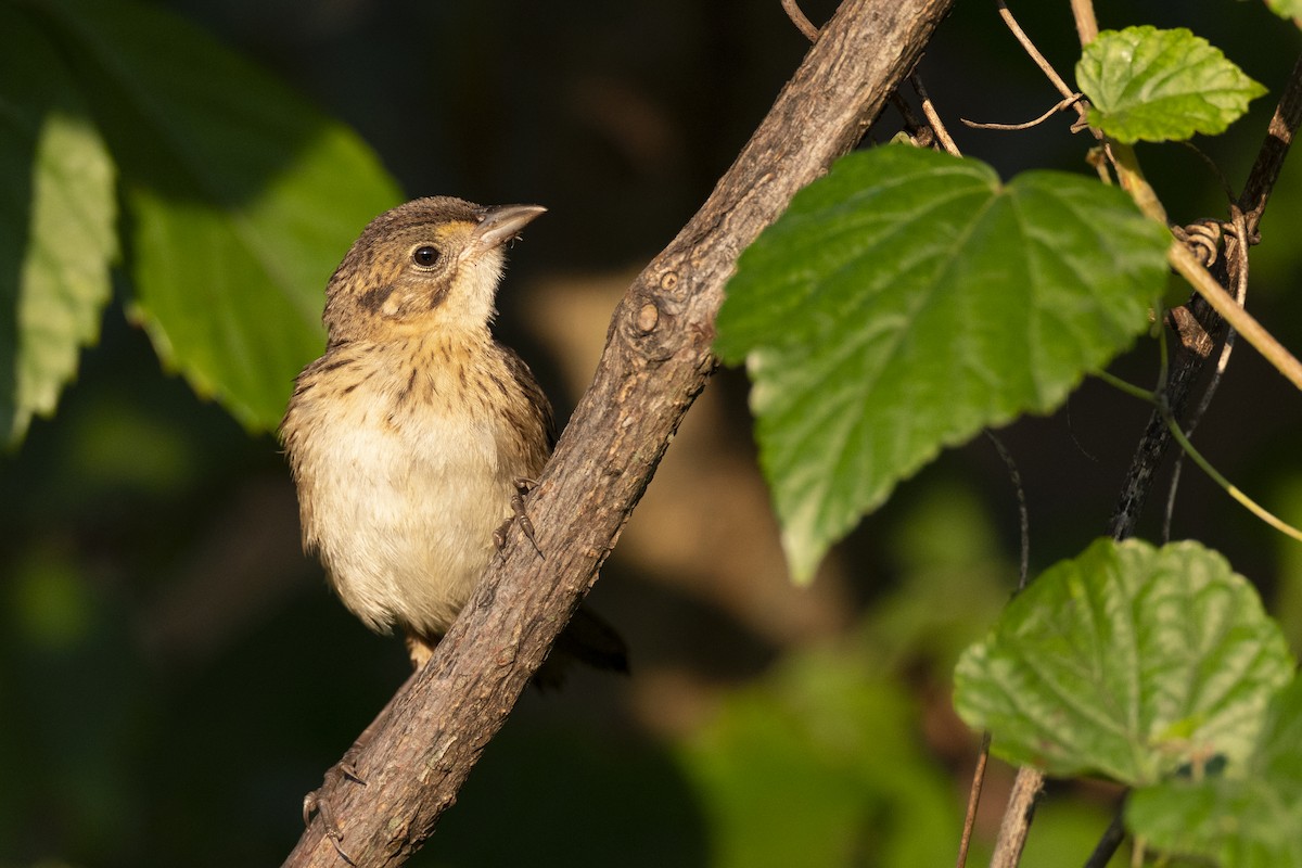 Seaside Sparrow - ML646461634