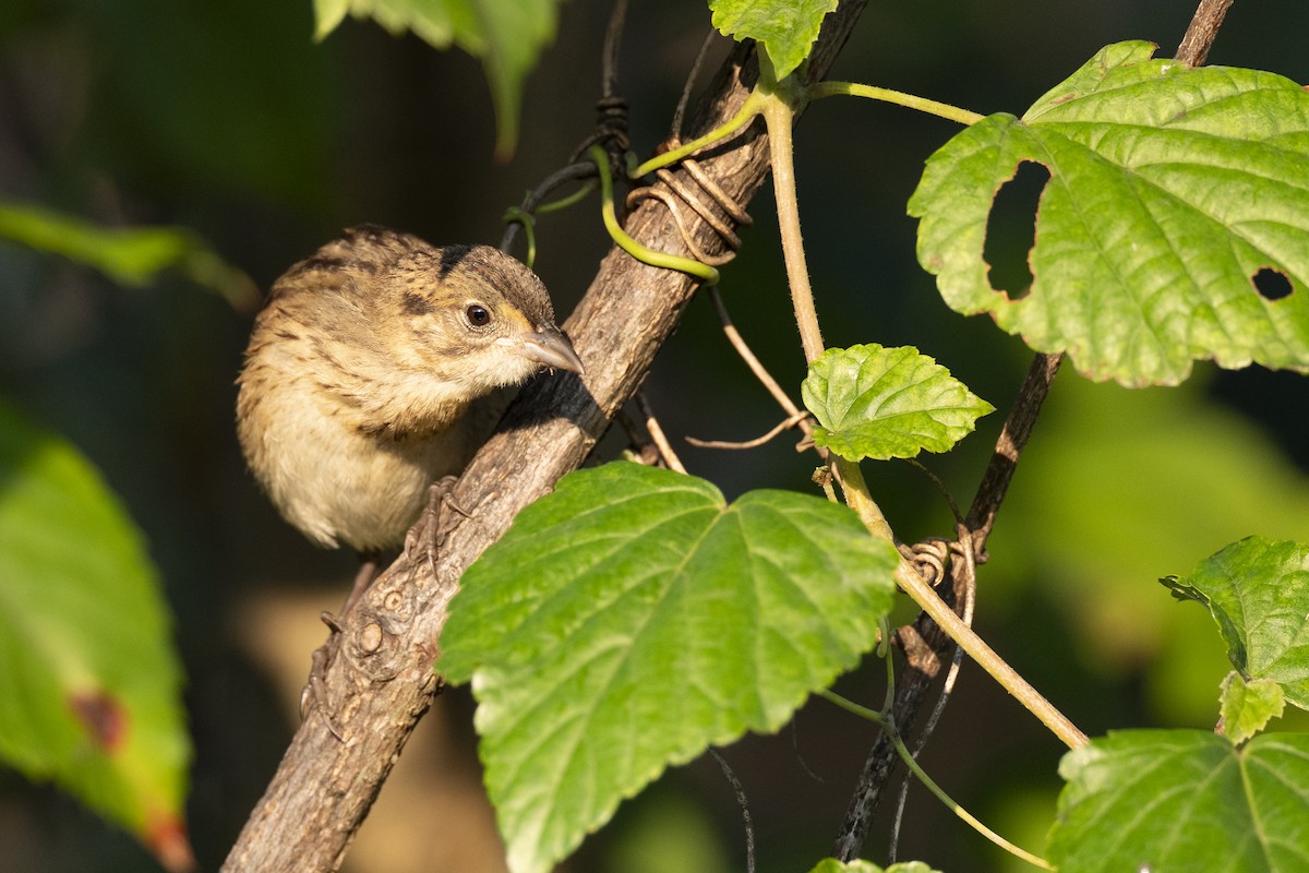 Seaside Sparrow - ML646461637