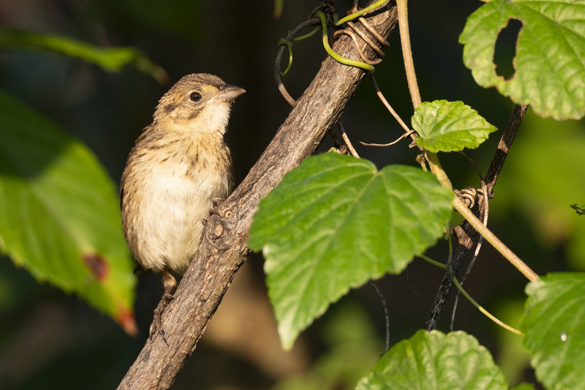 Seaside Sparrow - ML646461638