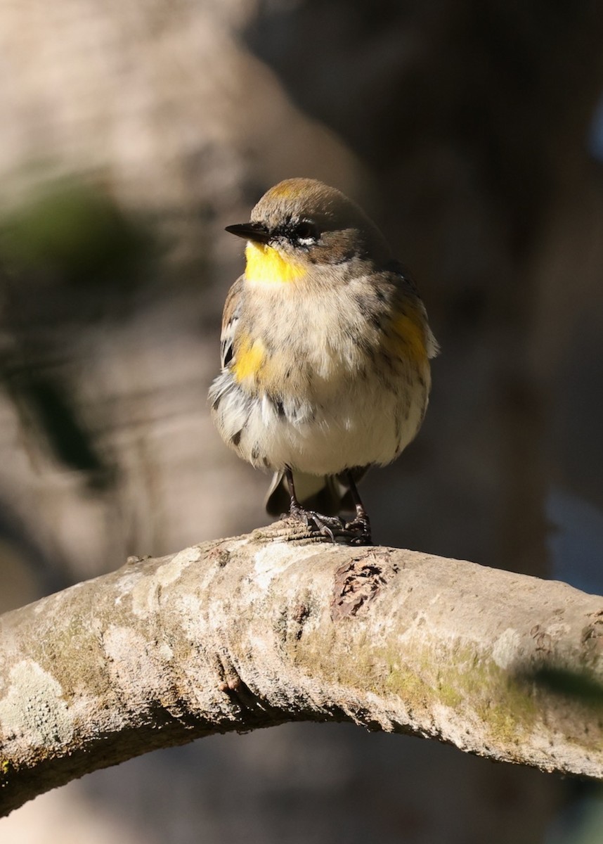 Yellow-rumped Warbler (Audubon's) - ML646461639