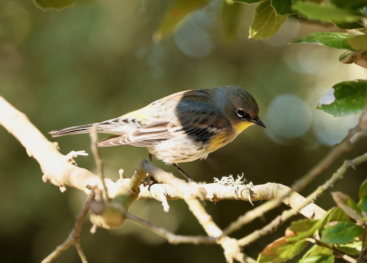 Yellow-rumped Warbler (Audubon's) - ML646461640