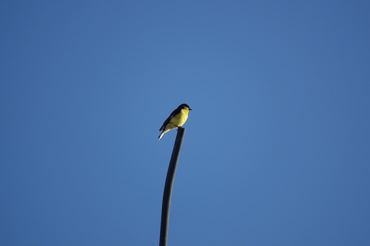 Lesser Goldfinch - ML646461641