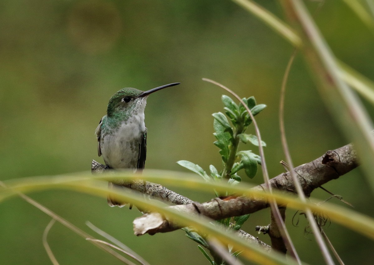 Green-and-white Hummingbird - ML646461644