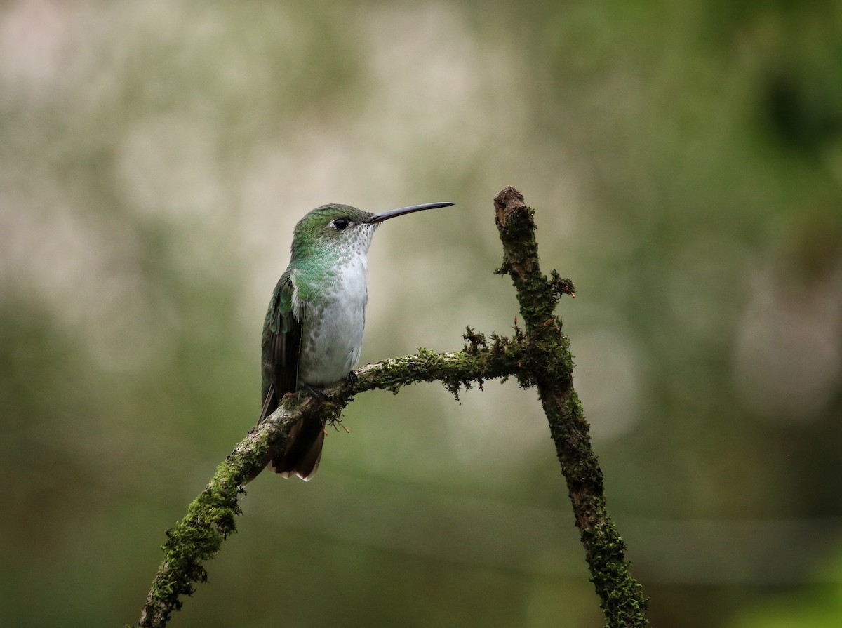 Green-and-white Hummingbird - ML646461645