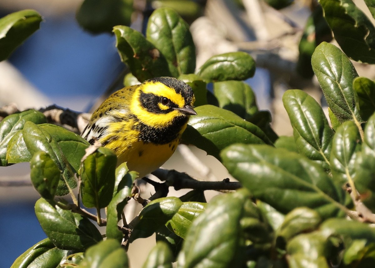 Townsend's Warbler - ML646461654