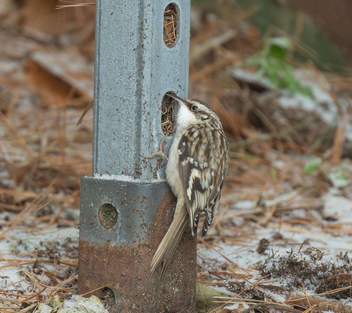 Підкоришник американський - ML646461656