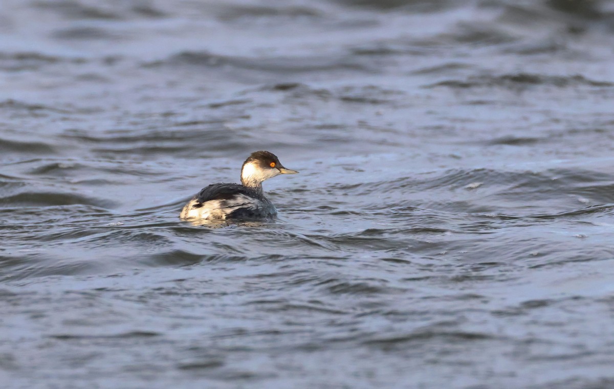 Eared Grebe - ML646461659