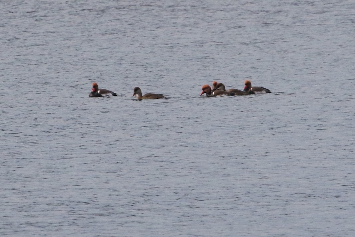 赤嘴潛鴨 - ML646461660