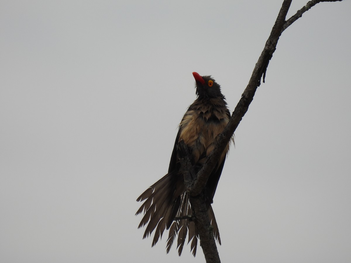 rødnebboksehakker - ML646461661