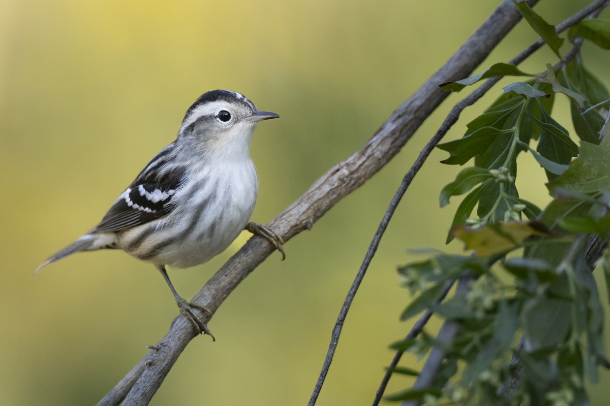 lesňáček černobílý - ML646461662