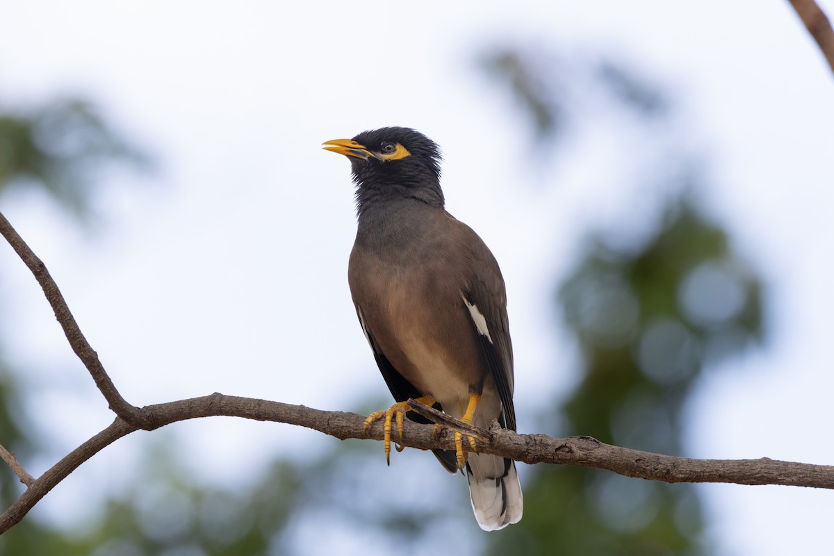 Common Myna - ML646461664