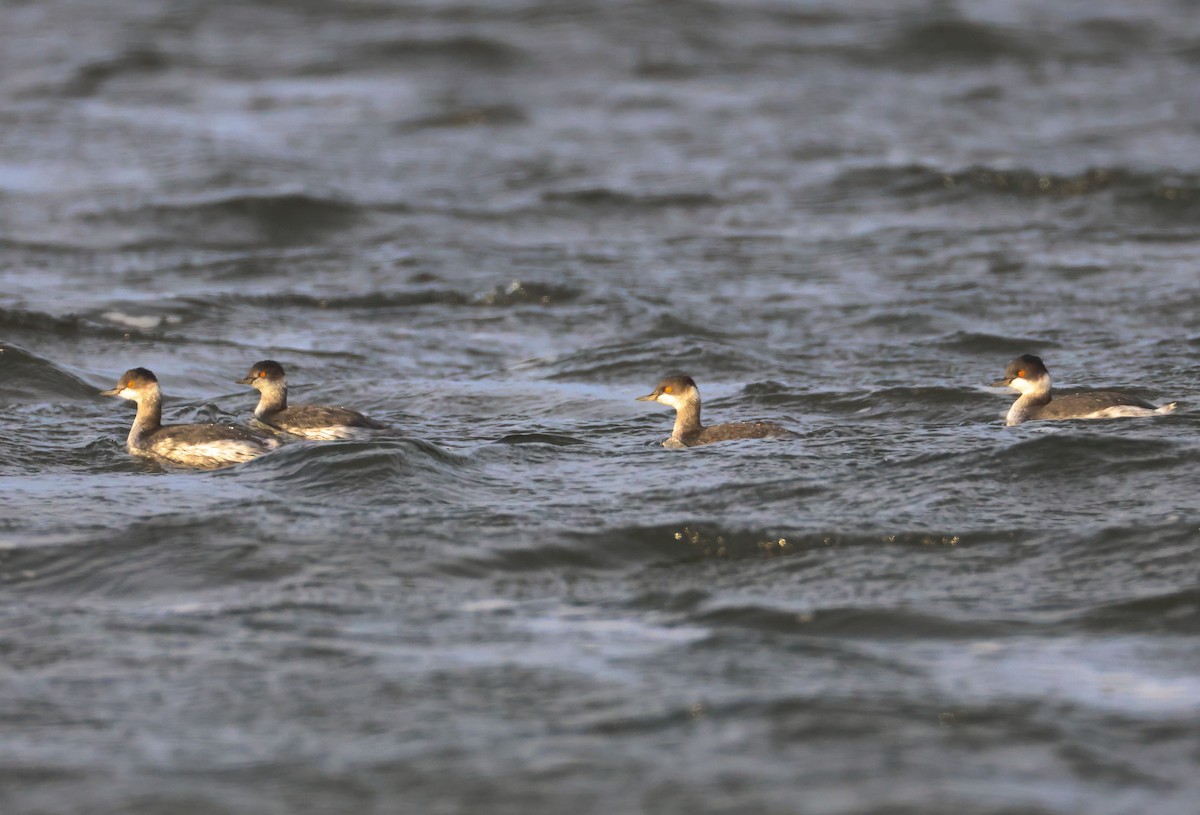 Eared Grebe - ML646461665