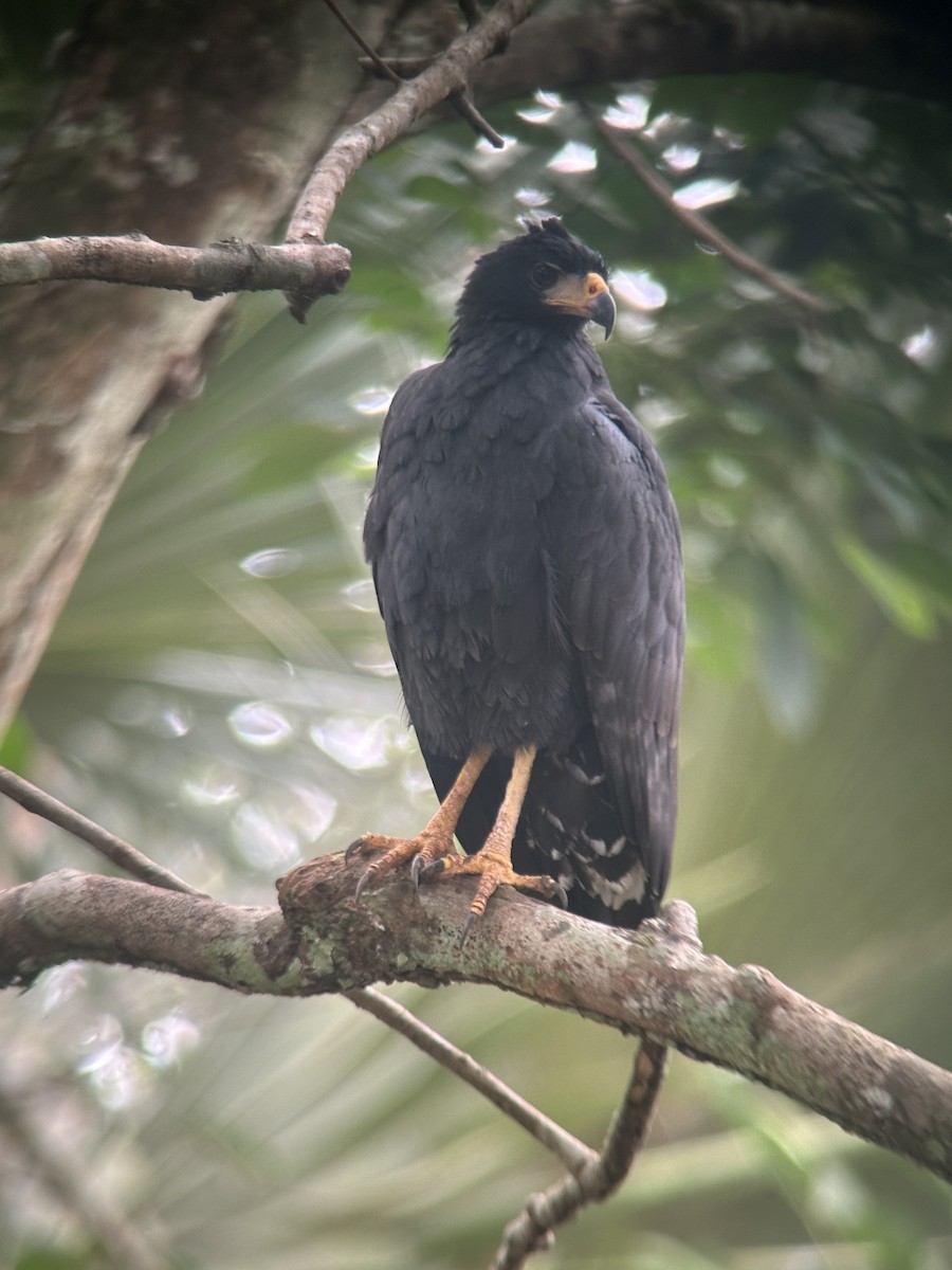 Common Black Hawk - ML646461667