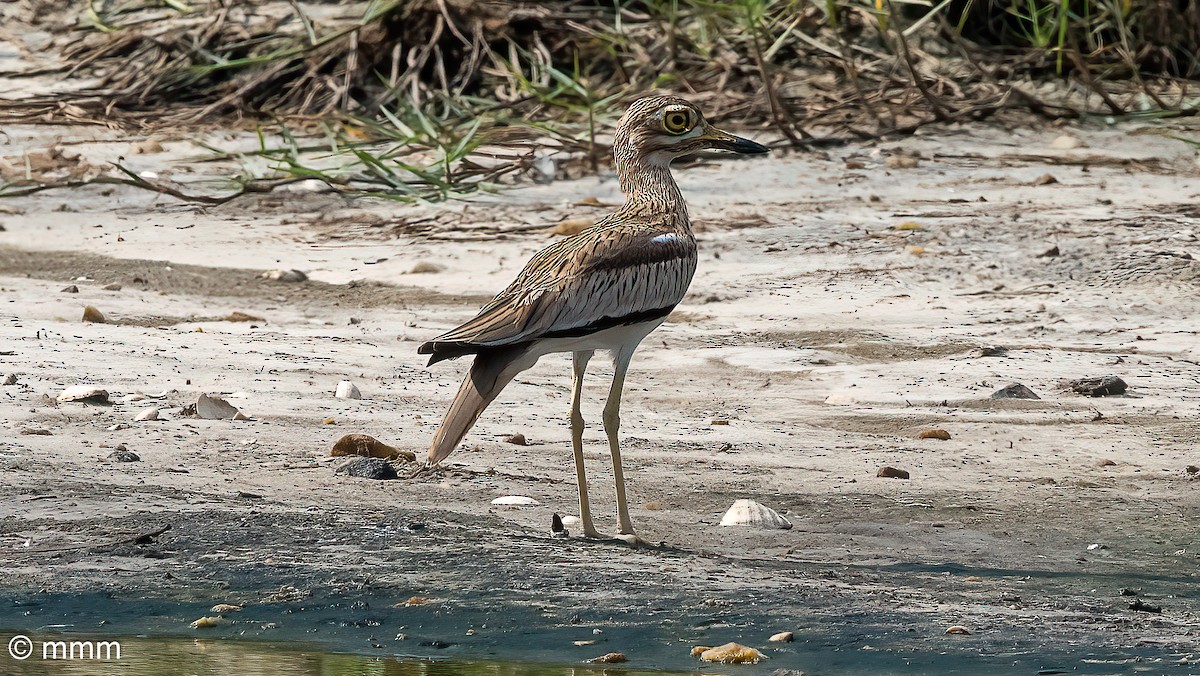 Senegal Thick-knee - ML646461669