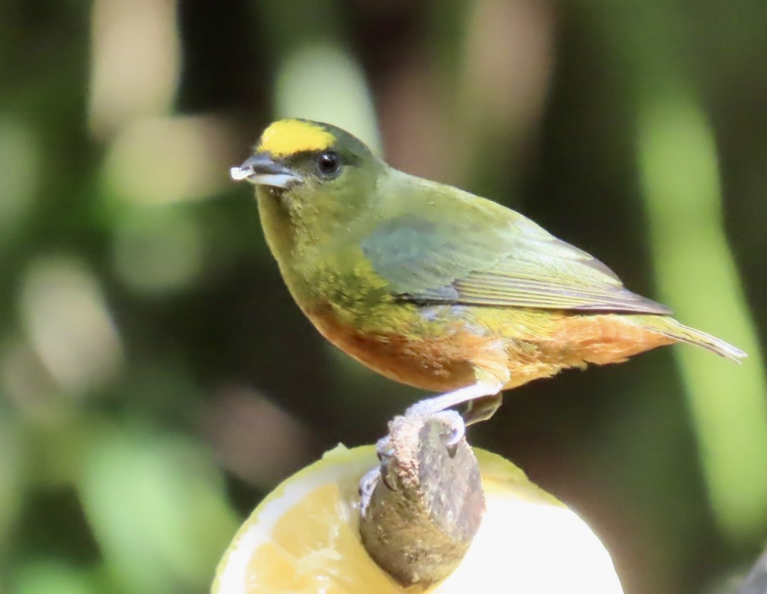 Olive-backed Euphonia - ML646461670
