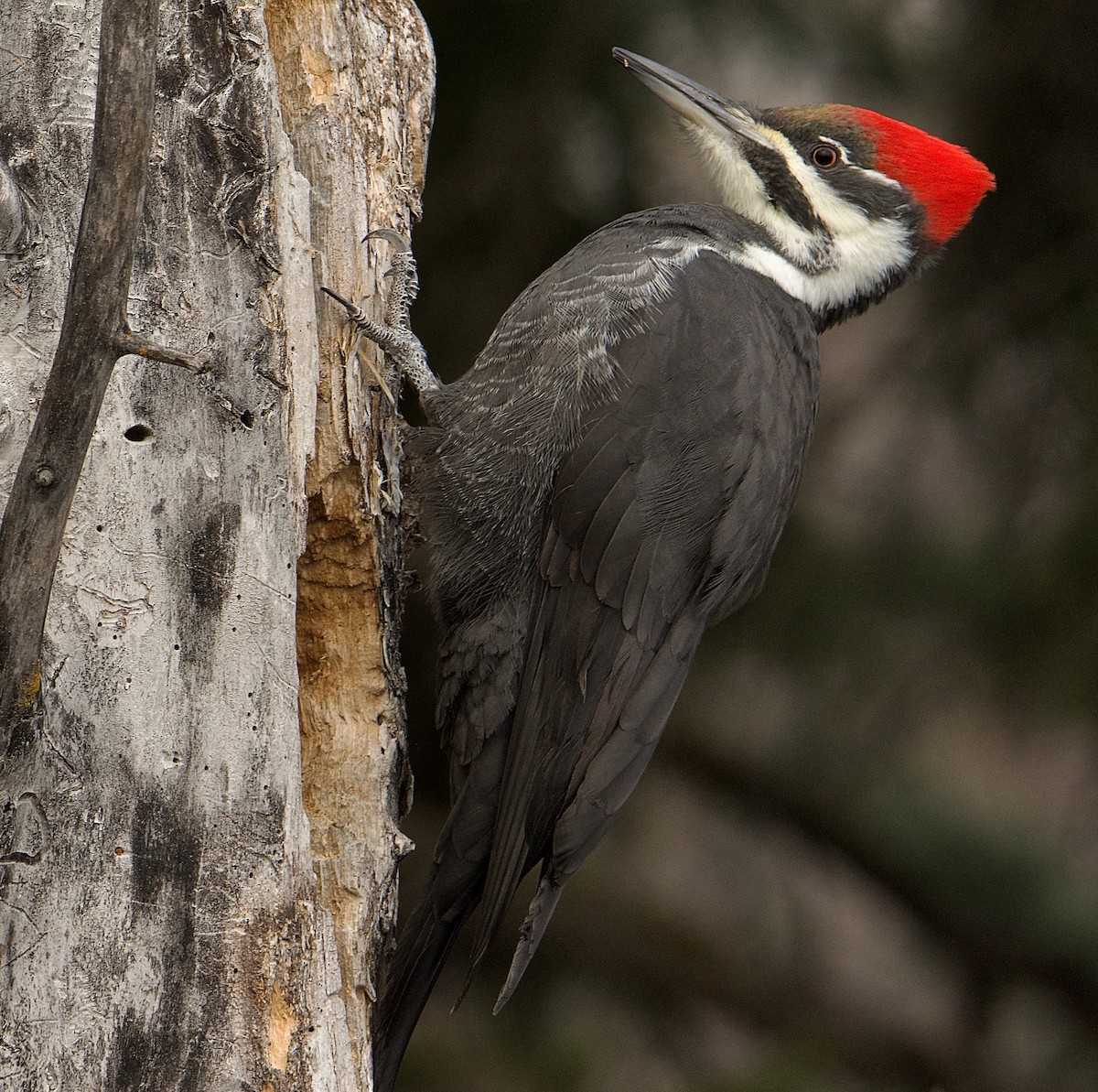 datel chocholatý - ML646461671