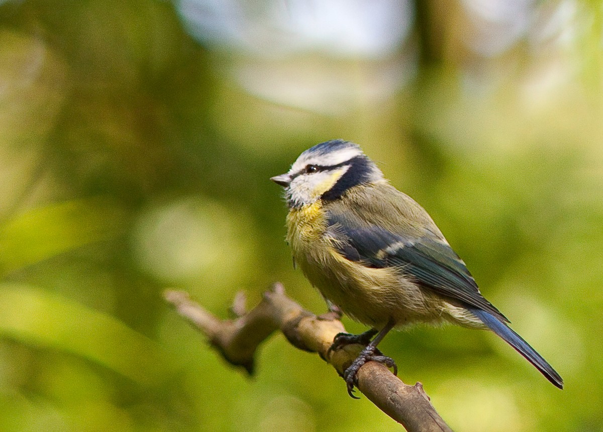 Herrerillo Común - ML646461680