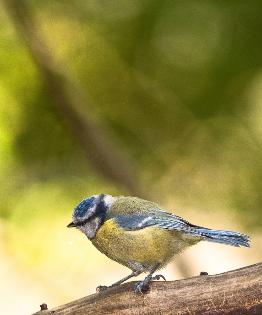 Herrerillo Común - ML646461681