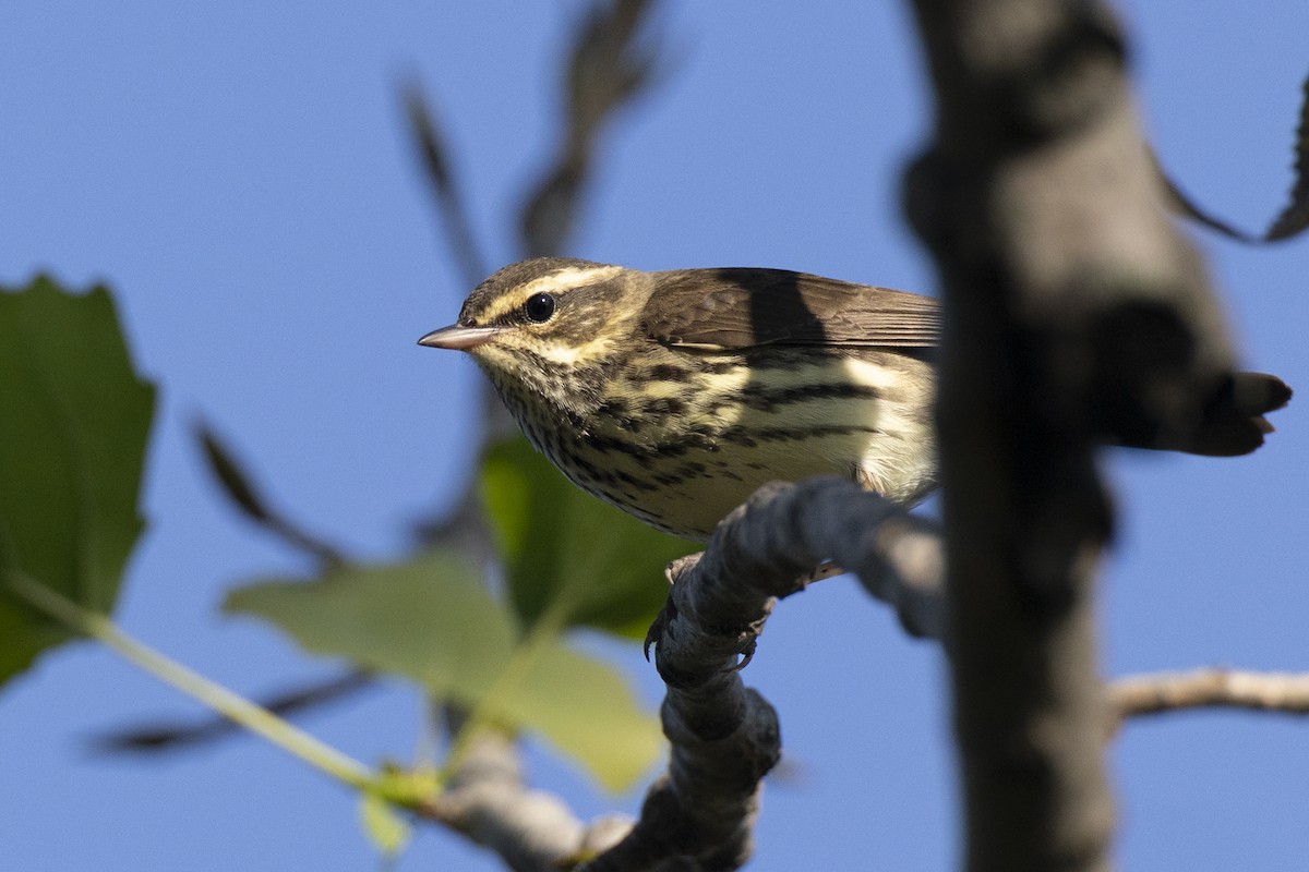 lesňáček olšový - ML646461682