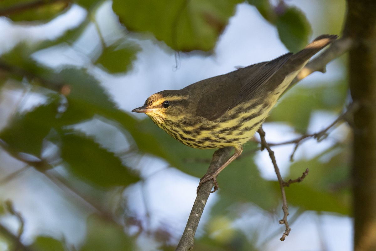 lesňáček olšový - ML646461683