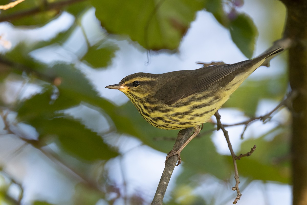 lesňáček olšový - ML646461684