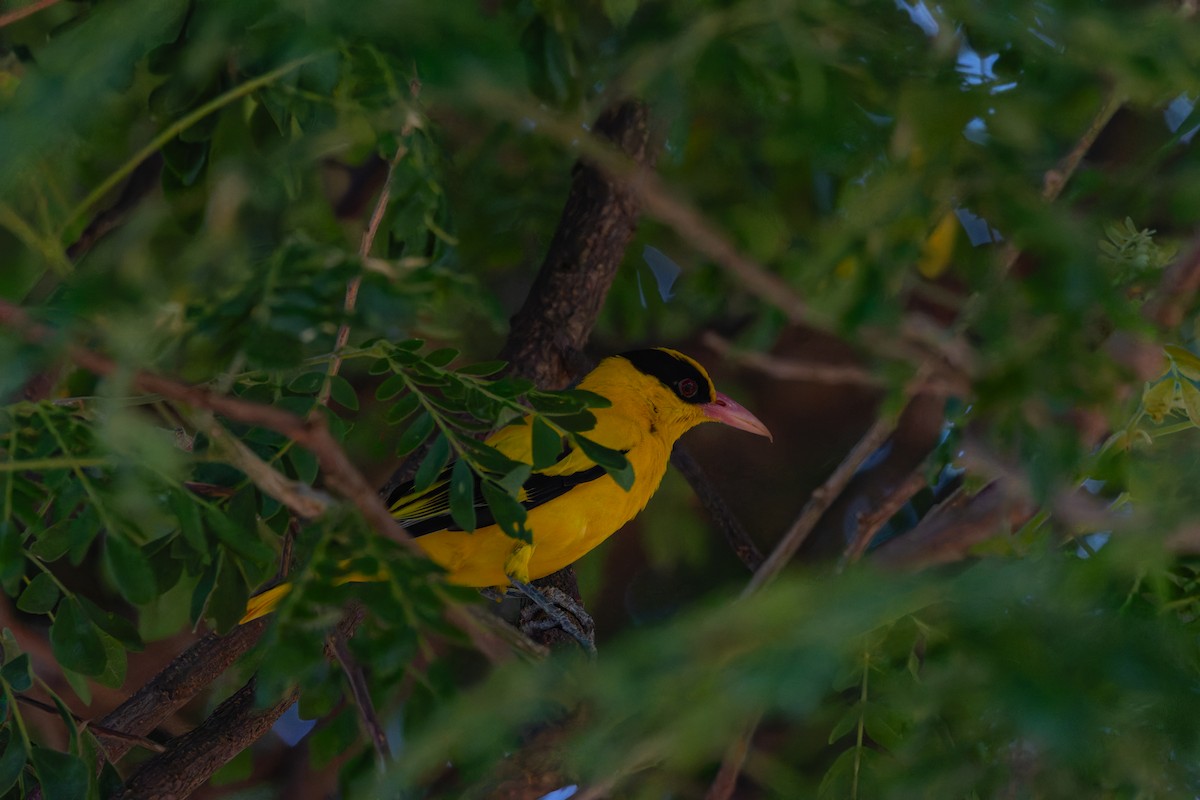 Black-naped Oriole - ML646461685