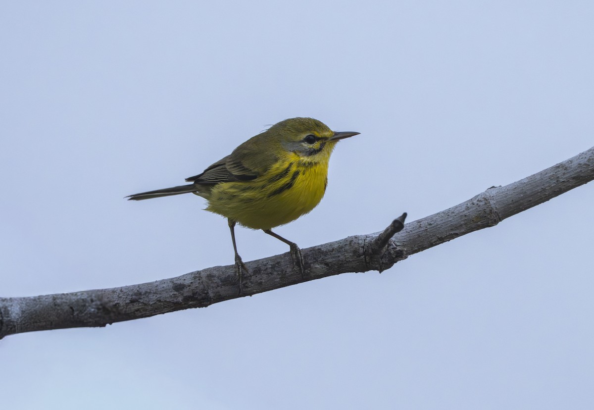 Prairie Warbler - ML646461686