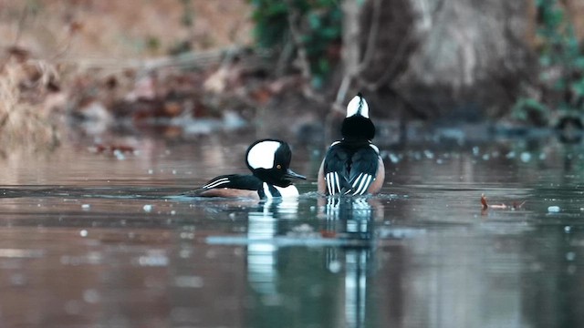 Hooded Merganser - ML646461689