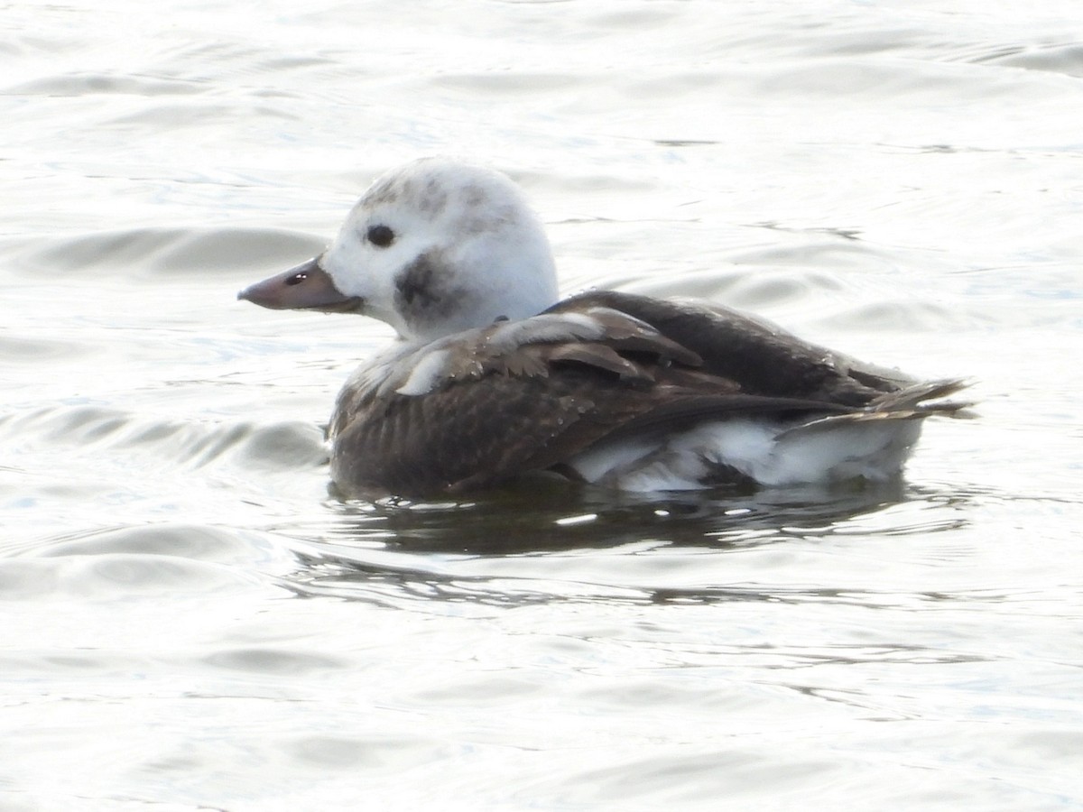 Long-tailed Duck - ML646461691