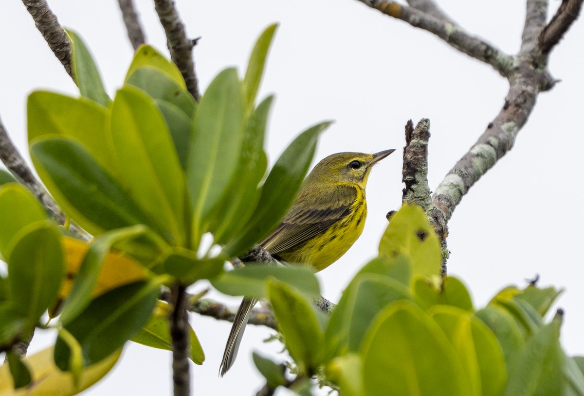 Prairie Warbler - ML646461692