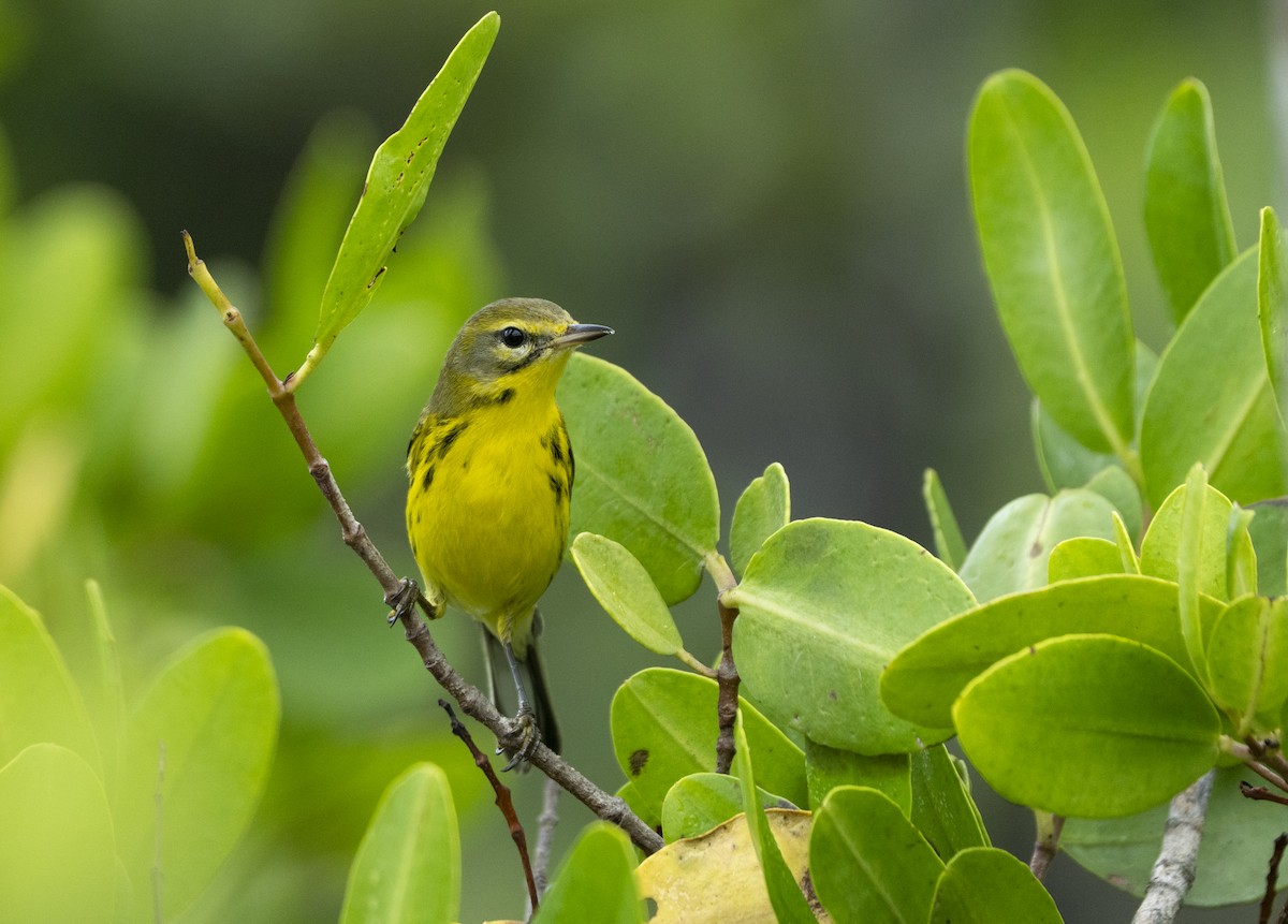 Prairie Warbler - ML646461697