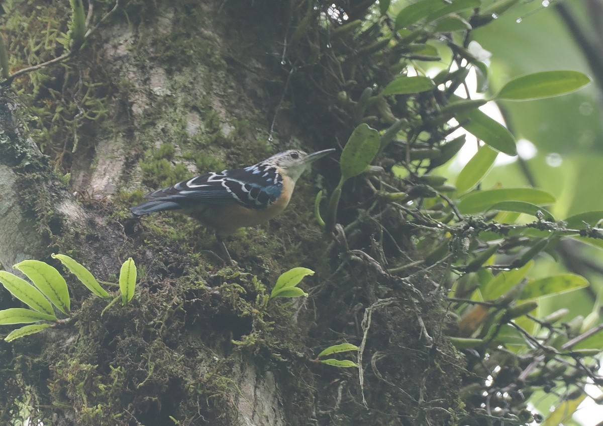 Beautiful Nuthatch - ML646461701