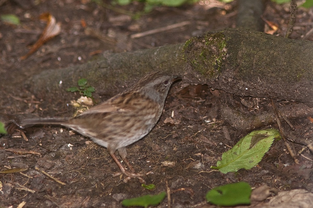 סתרי מצוי - ML646461703