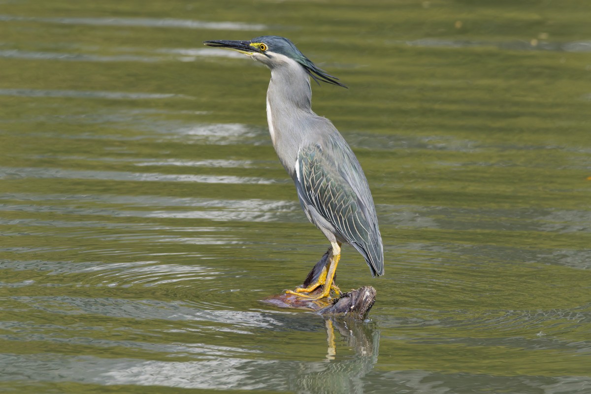 Little Heron - ML646461705