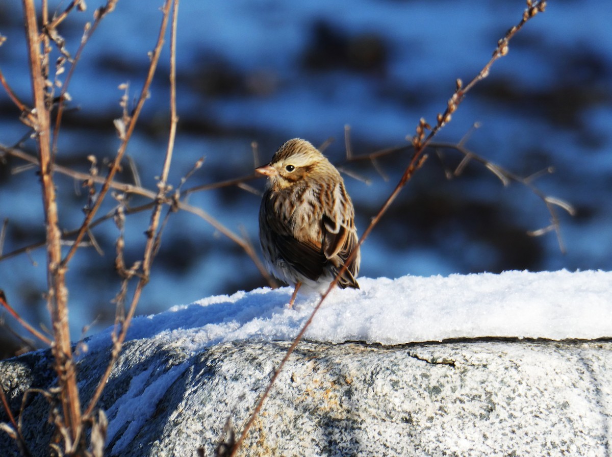 Savannah Sparrow - ML646461708