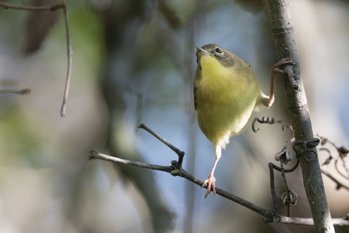 lesňáček žlutohrdlý - ML646461709