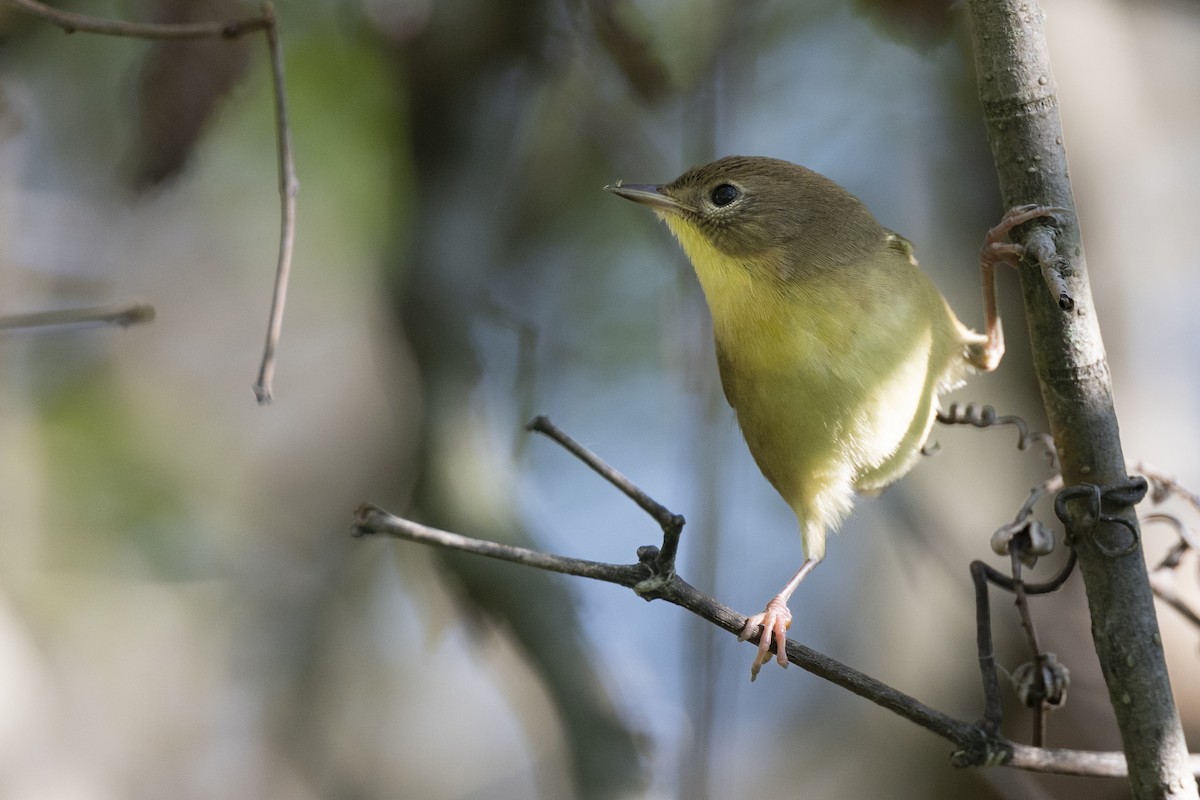 lesňáček žlutohrdlý - ML646461710