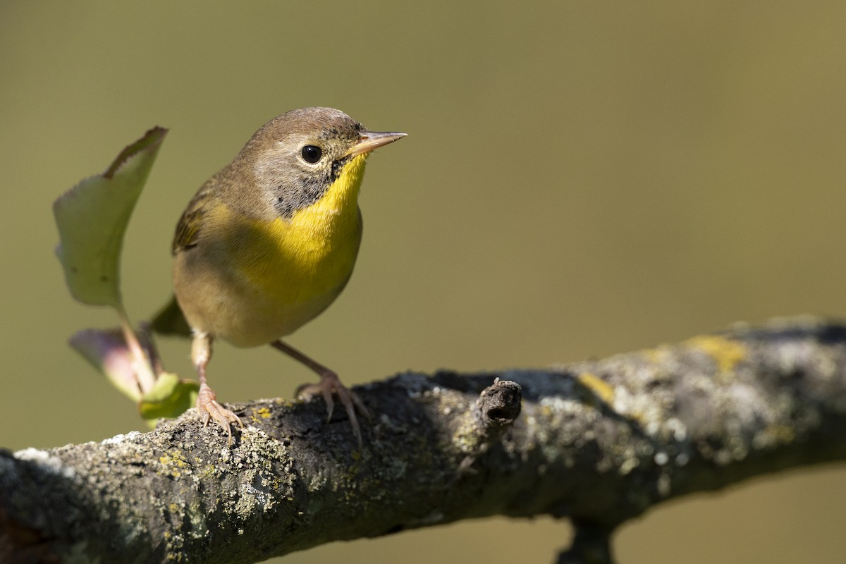 lesňáček žlutohrdlý - ML646461711