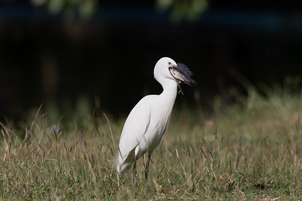 Little Egret - ML646461712