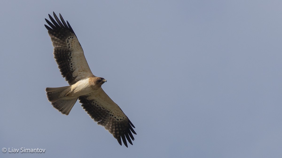 Booted Eagle - ML646461713