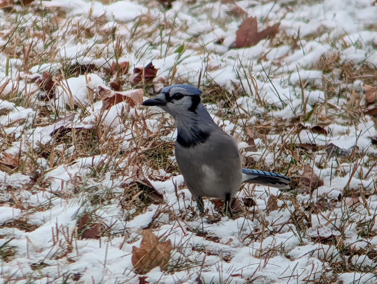 Blue Jay - ML646461715