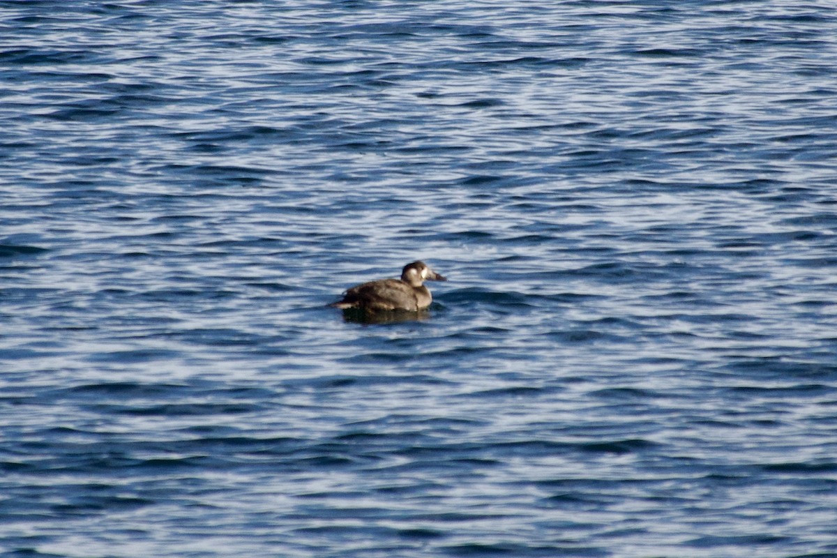 Surf Scoter - ML646461717