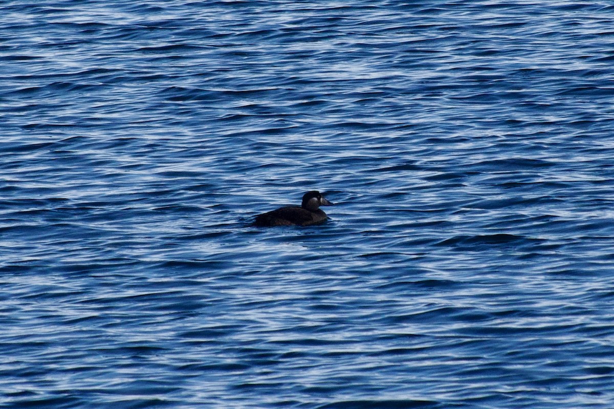 Surf Scoter - ML646461718