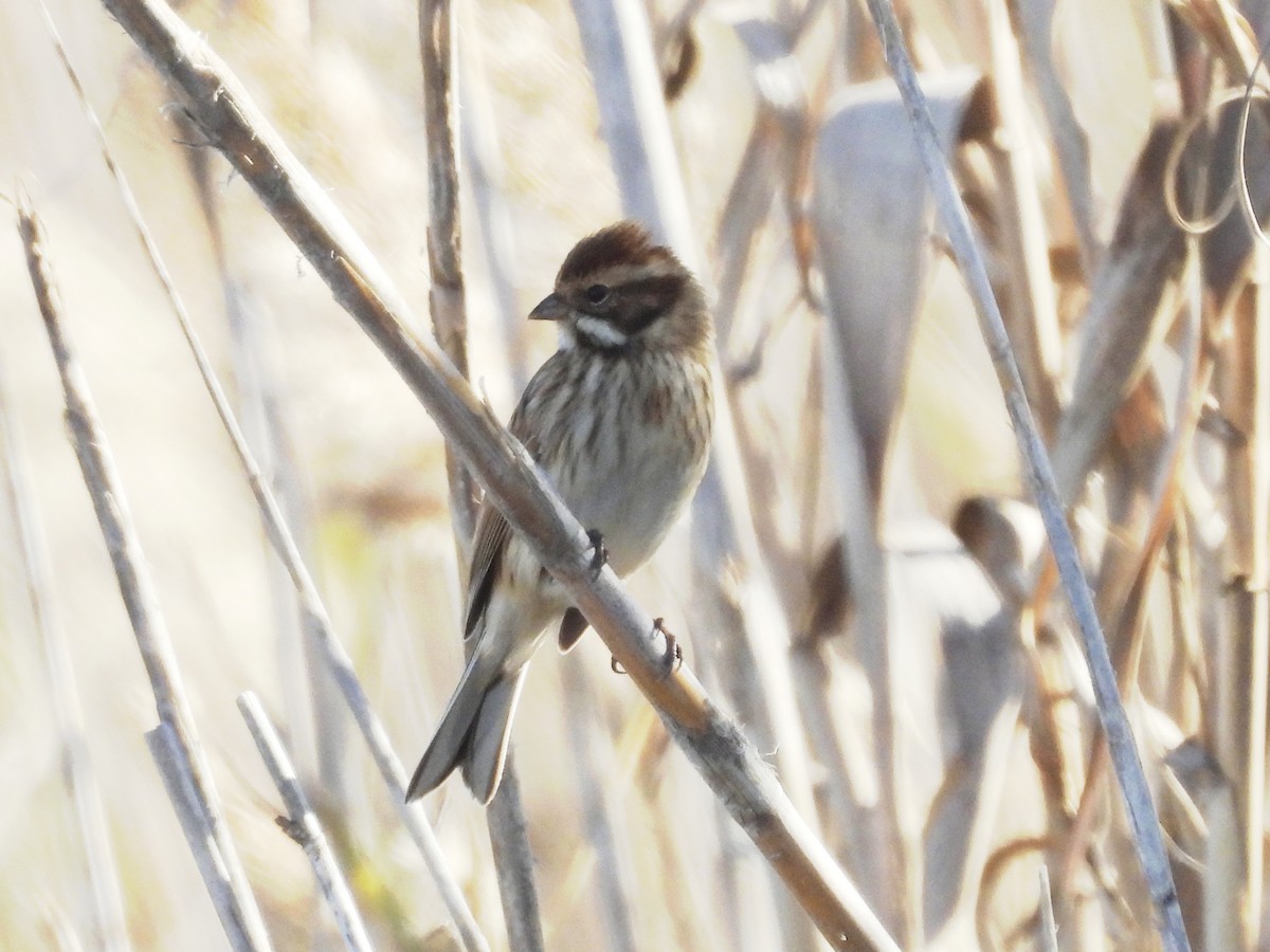 Bataklık Çintesi - ML646461719